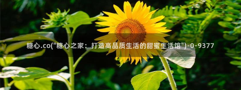 糖心vlog在线时间